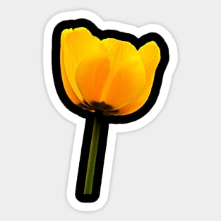 The Delightful Yellow Tulip Sticker